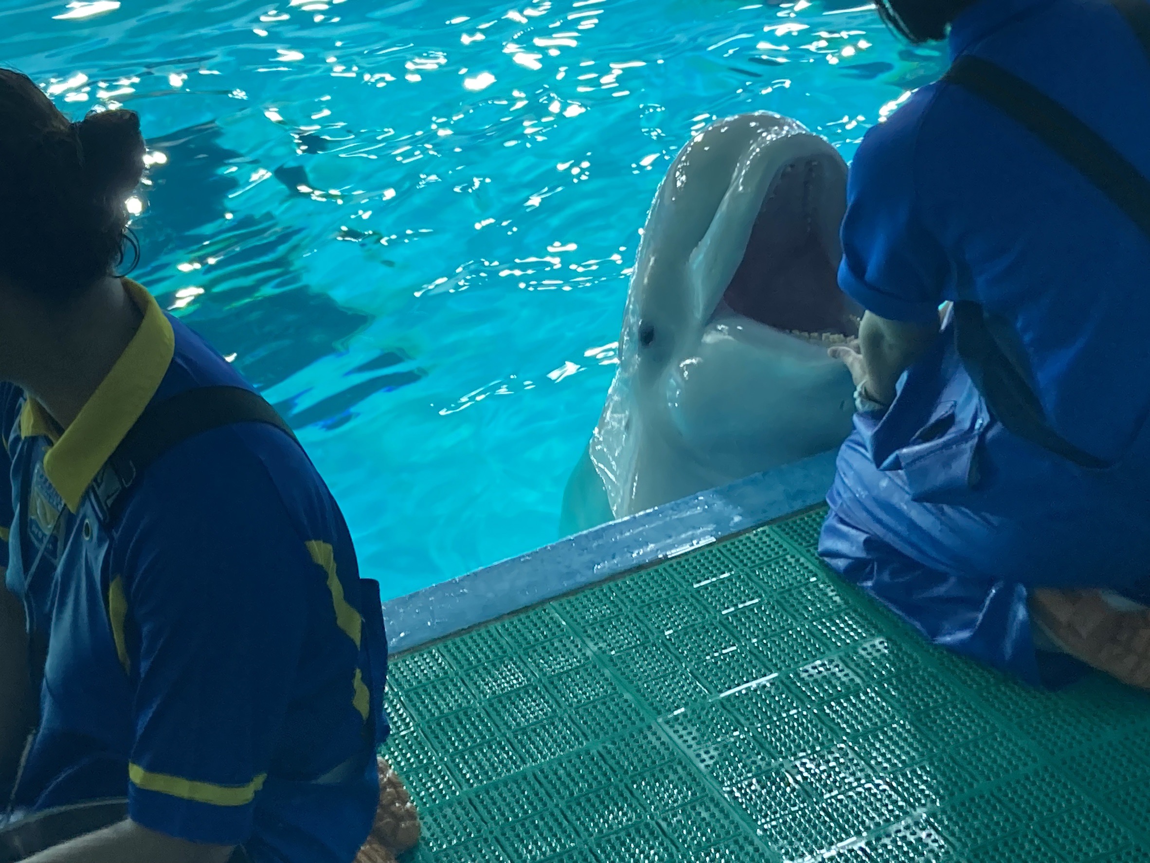 水族館まるごとウォッチング